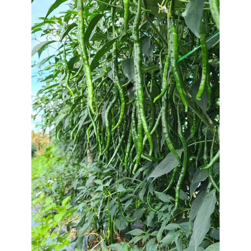 10 gram Benih Cabe PERHUTA HUTA dairi  Berbatang Tinggi Cabe lokal perhuta Cabe lokal dairi Cabe Bat