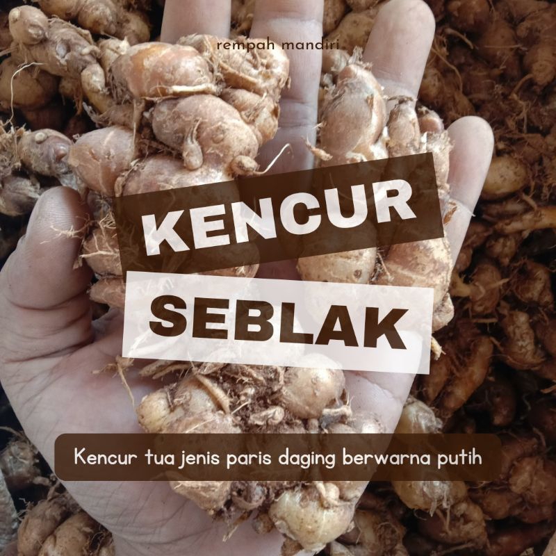 

Kencur Paris Kencur Seblak Full Tua 1 Kg