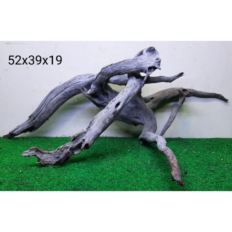 Bonggol Kayu Santigi Laut - Kayu Tenggelam - Aquascape - Aquarium - Taman - 52x39x19 B3