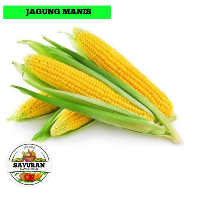 

jagung manis