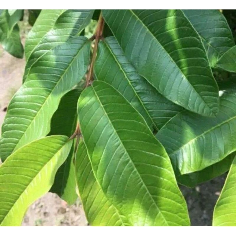 

Murah Daun Jambu Biji segar perPack