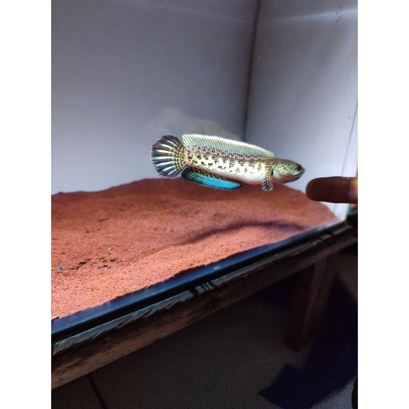 Stiker auranti HF dorpol 17cm cb kejajar