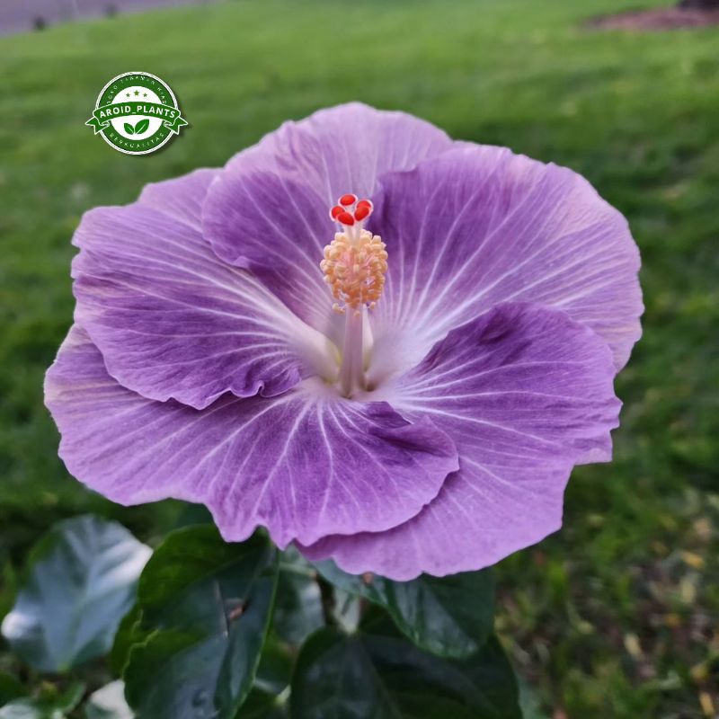 Tanaman Hias Kembang Sepatu Hibiscus Blue - Bibit Pohon Bunga Sepatu Import