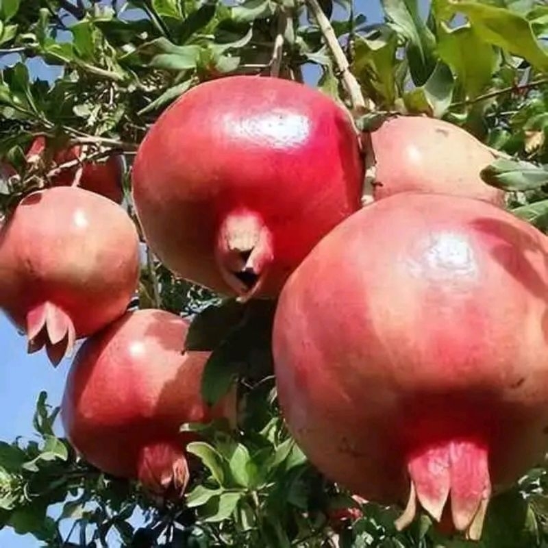 bibit delima merah biji lunak bekas batang besar PACKING KAYU ( BERGARANSI)