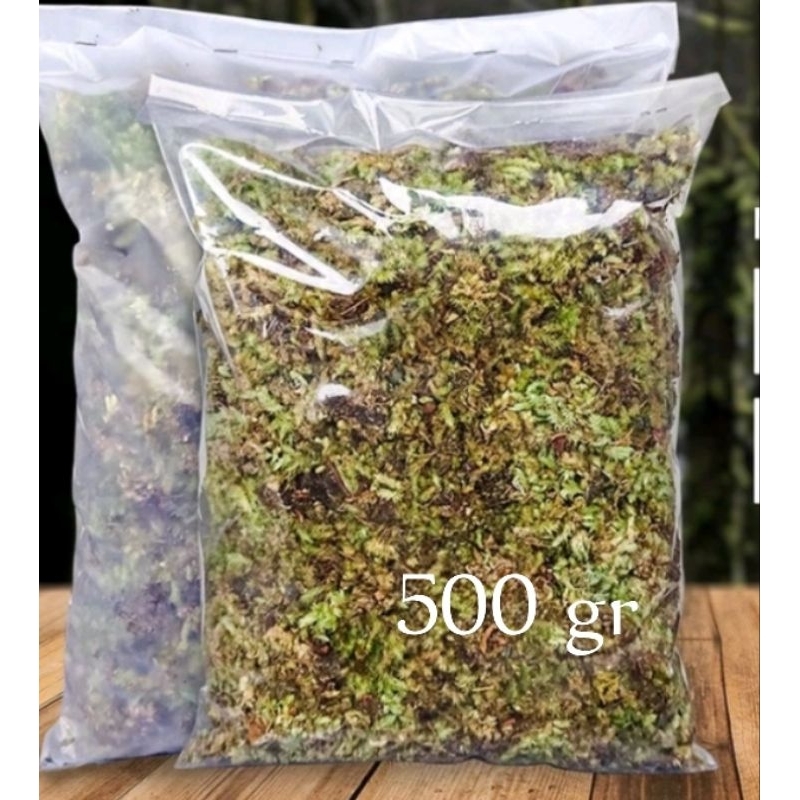 Lumut Hidup/500gr/Moss Hutan/Living Moss/lumut hidup cacah/aquascape