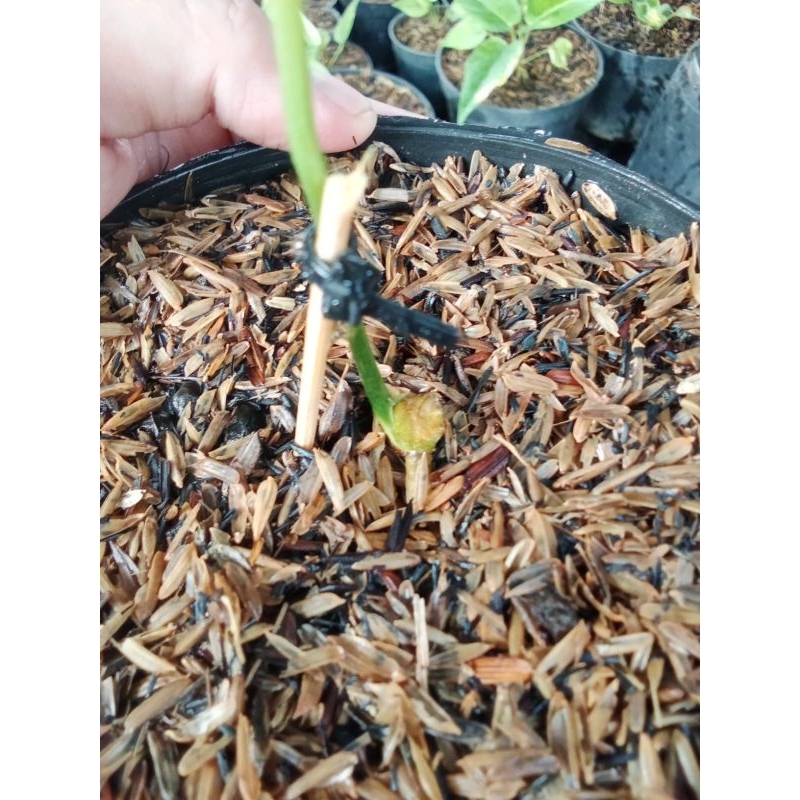 anthurium clarinervium x pteroductyl varigata ( bonggol )