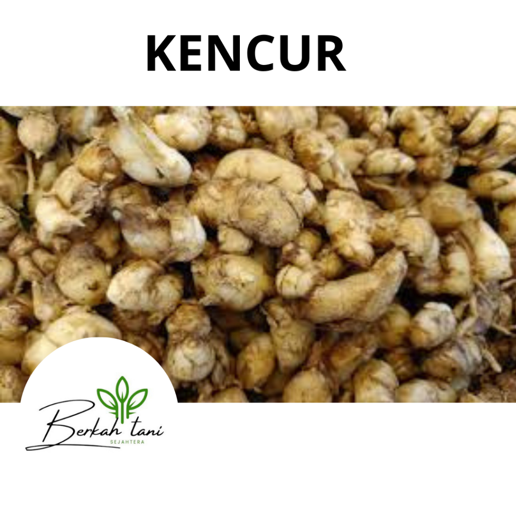 

KENCUR / CIKUR PERKILO MURAH