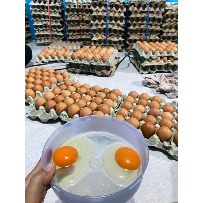

TELUR OMEGA
