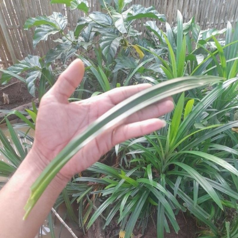 

Daun pandan