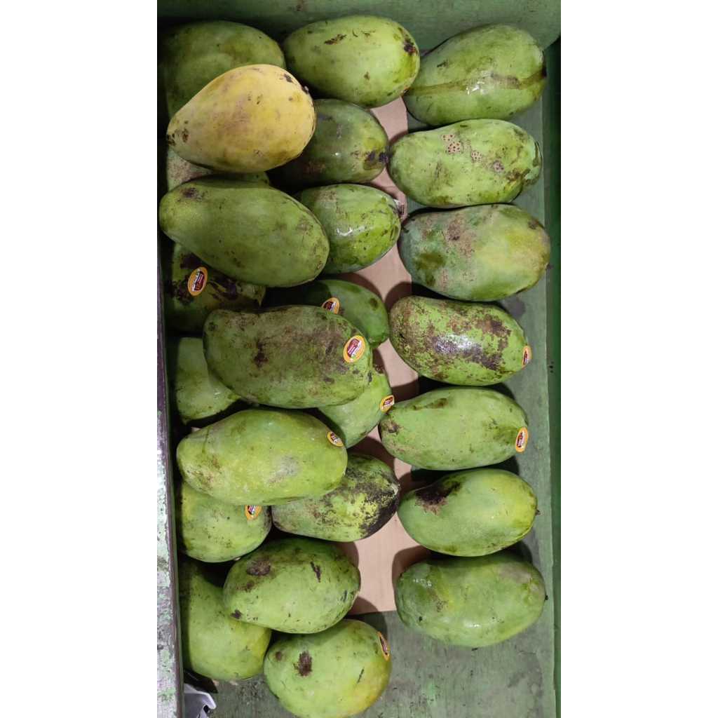 

Mangga alpukat