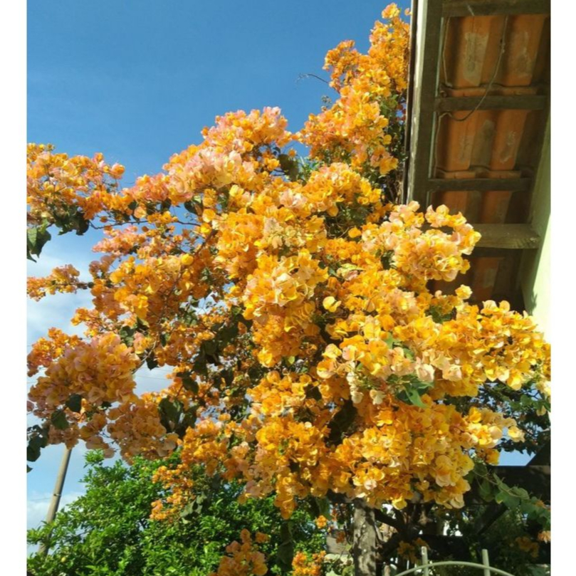 bibit bunga bougenville kuning tumpuk kriwul asli sudah hidup  bugenvil bogenvil bunga kertas hawai 