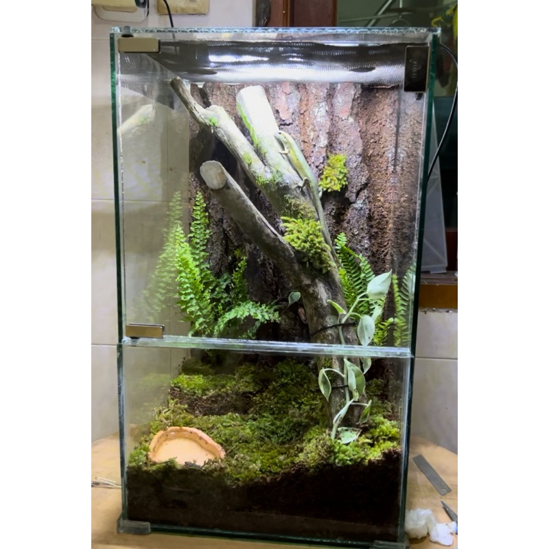 Terarium Kaca Reptil Paludarium