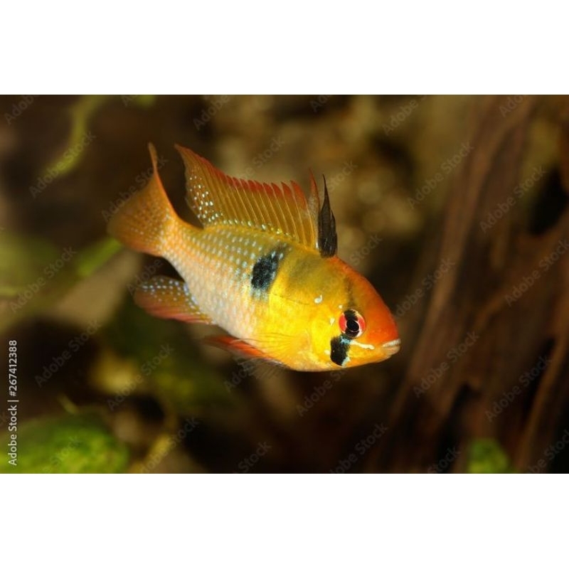 Ikan Ramirezi German Bolivian