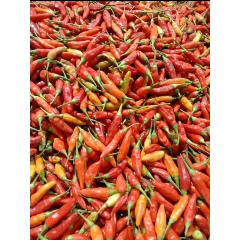 

cabai rawit inul super pedas 250gr