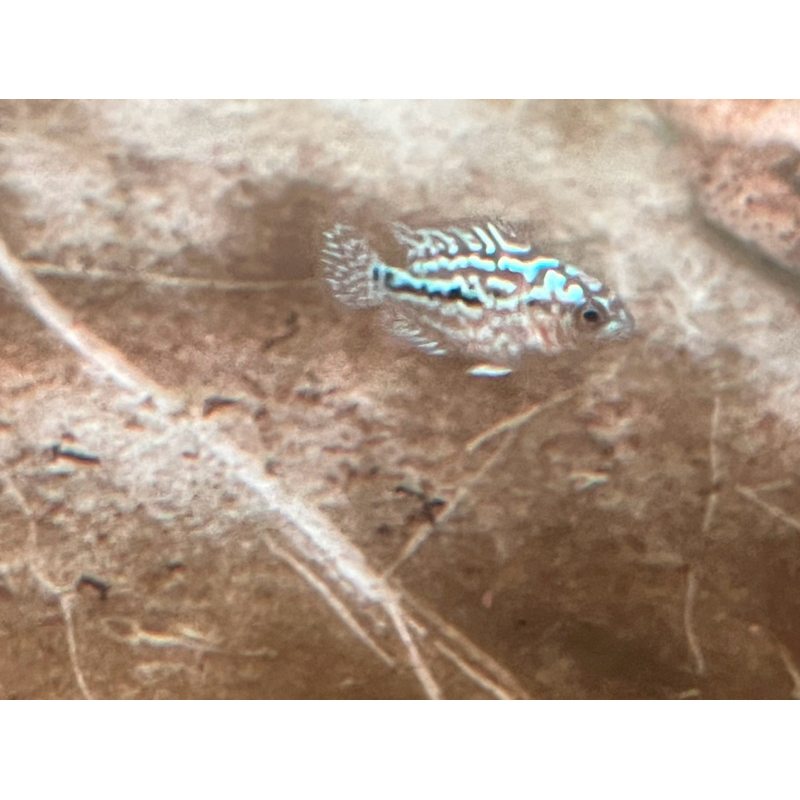 Kamfa F2 Ori Thailand