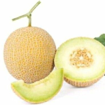 promo 100biji benih melon intanon