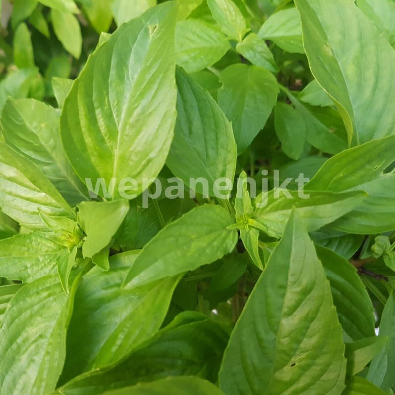 

Daun Kemangi Fresh Lalapan 100gr