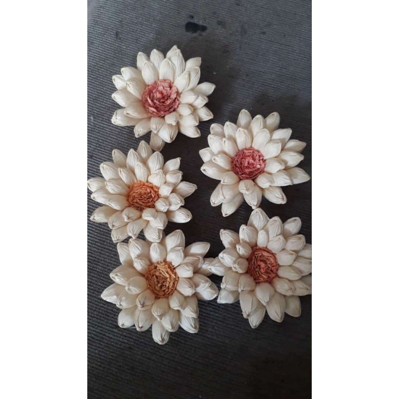 Bunga klobot matahari