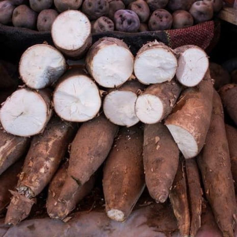 

SINGKONG MENTAH PULEN KEMASAN 5-10KG MURAH