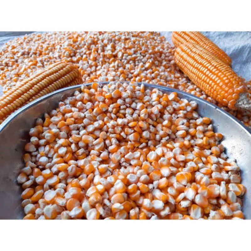 

Jagung Pipil Kering (Bisa Untuk Bibit)