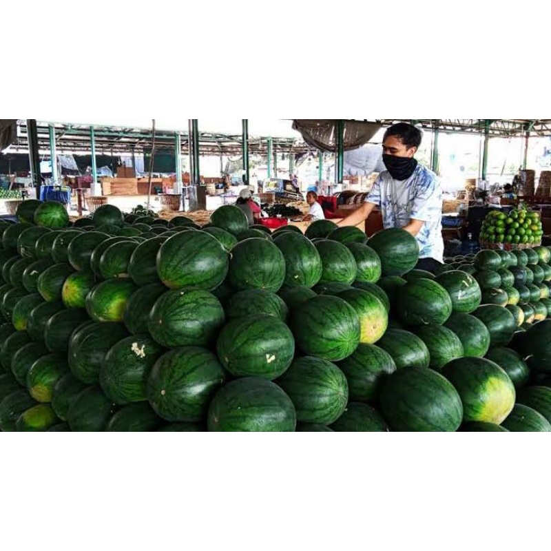

semangka besar non biji berat -+5kg pasar samarinda