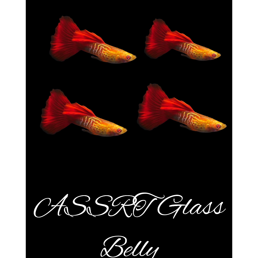 

Packing Kardus ASSRT Glass Belly