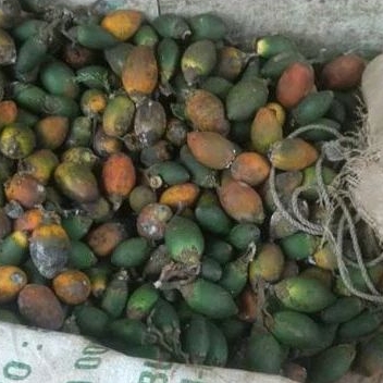 

buah pinang tua 1 kg