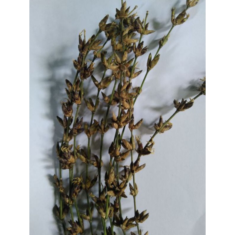 Bunga bambu atau kembang Pring isi 15 batang prikat