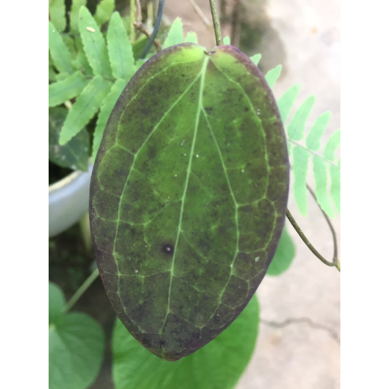 Hoya spesies sulawesi