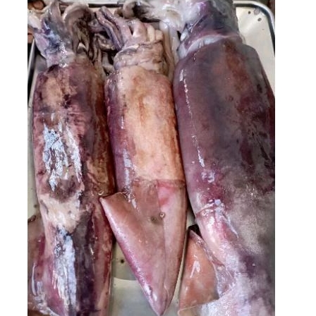 

Cumi Jumbo Frozen