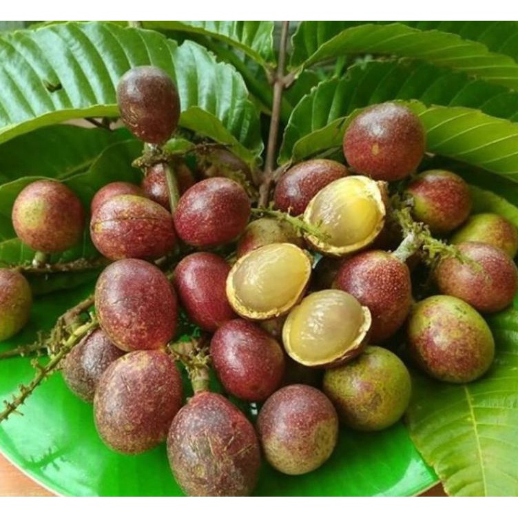 

Masih fresh Buah matoa 5 gr