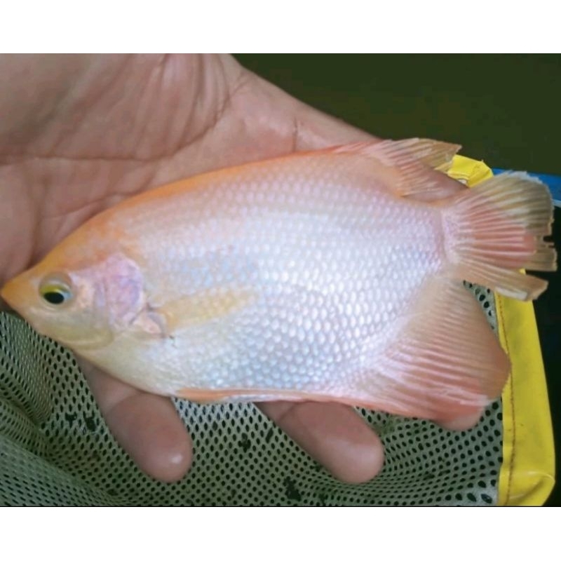 (HIASAN AQUARIUM) Gurame padang paketan 4 ekor size 3 jari super