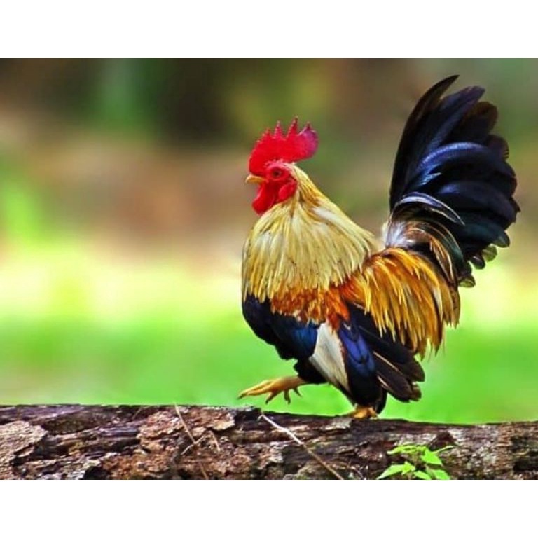 

Cuci Gudang telur ayam hias Kate