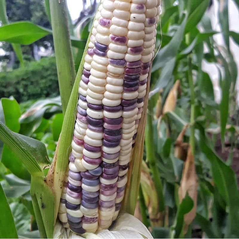 5 Biji Benih Jagung Pulut Rasanya F1 Bibit Jagung Ketan Cap Panah Merah