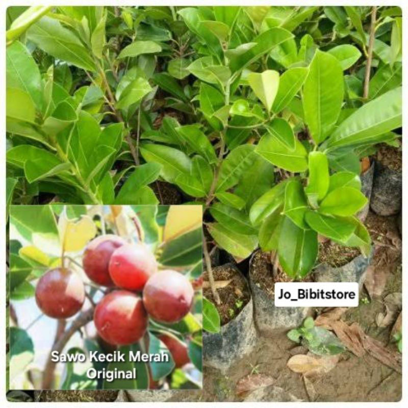Bibit Sawo Kecik Atau Sawo Manila Asli Cepat Berbuah
