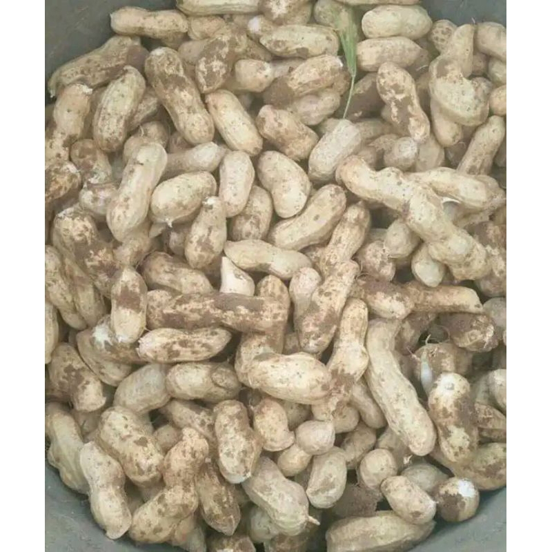 

kacang tanah garuda 1kg