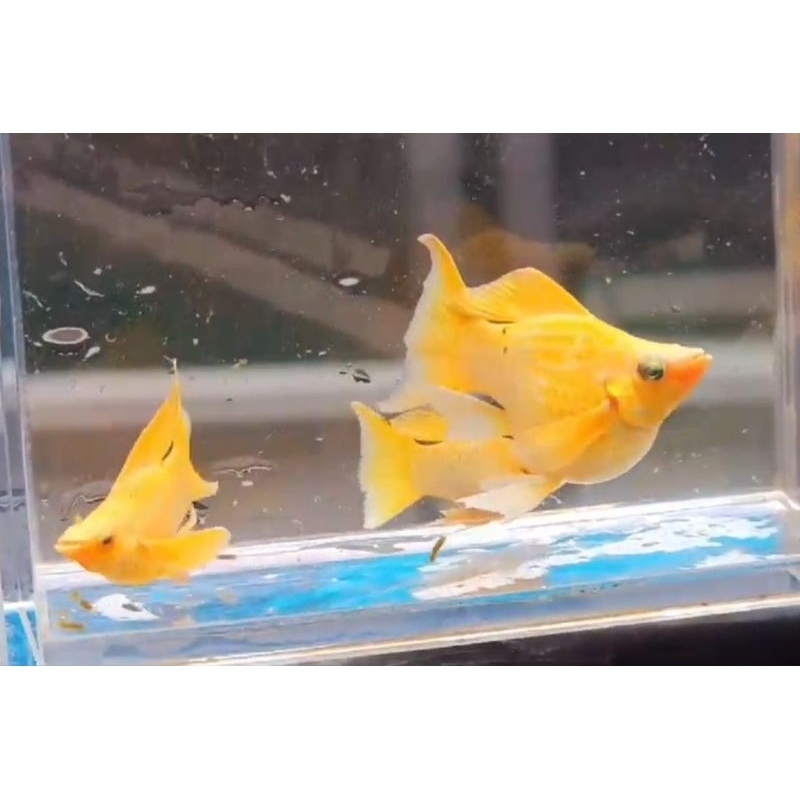 ikan molly balon gold cawang