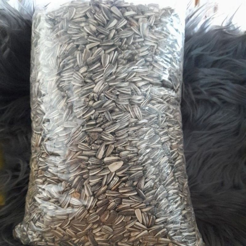 kuaci biji matahari pakan hamster 1kg.