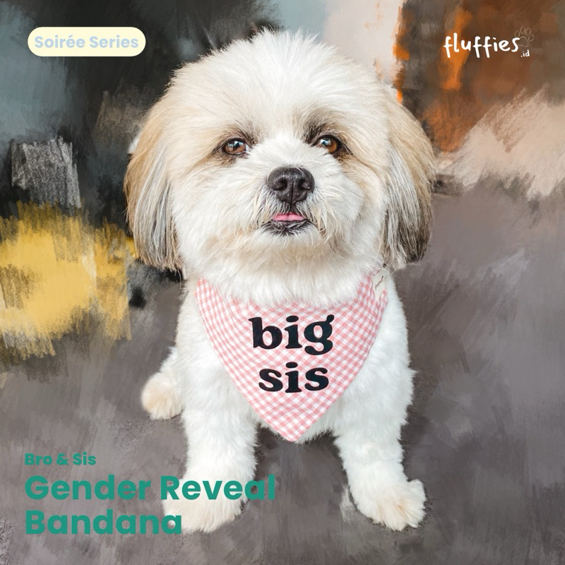 Fluffies.id | Bandana Bro & Sis Boy or Girl Gender Reveal Series (Dog Gender Reveal Bandana / Cat Ge