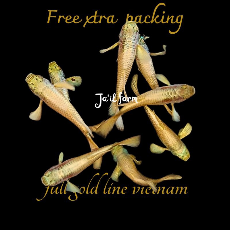 

FREE XTRA PACKING - FULL G0LD VIETNAM