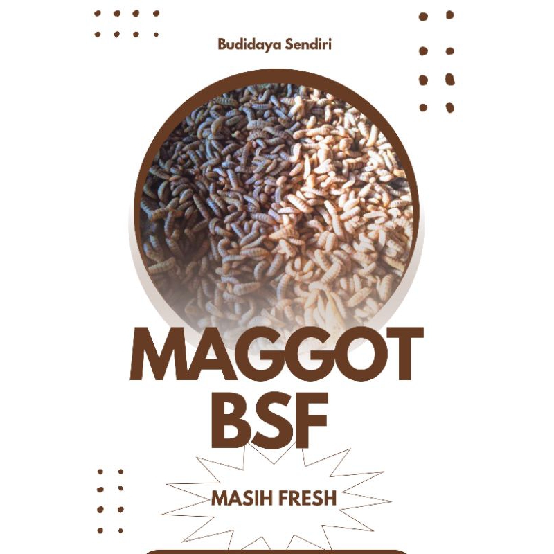 MAGGOT BSF fresh