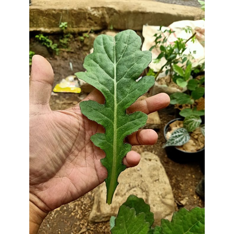 

daun dewa segar ( 5 lembar)