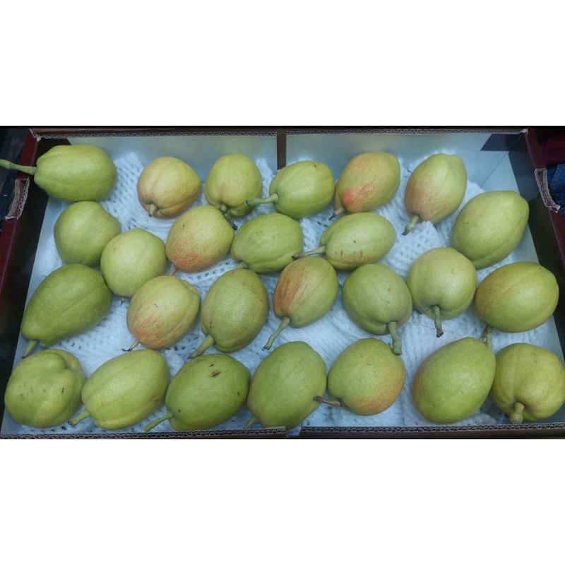 

pir hijau xiaung li pear impor manis