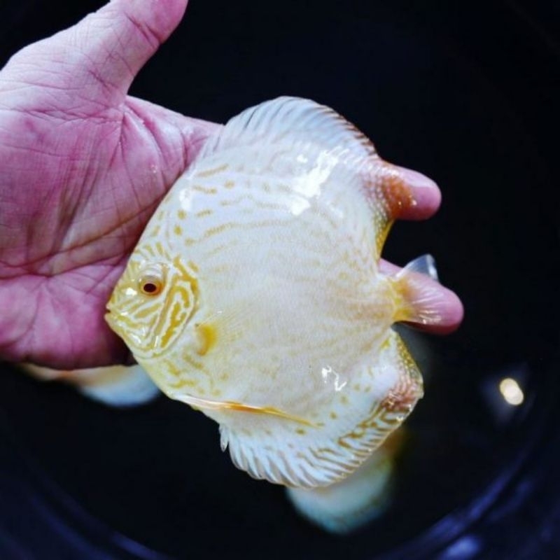 Aksesoris HB White Butterfly Discus Aquarium