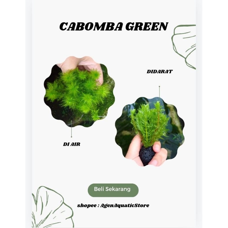 Cabomba Green & Cabomba super red (Hiasan Aquarium/Tanaman air) Media Wabikusa