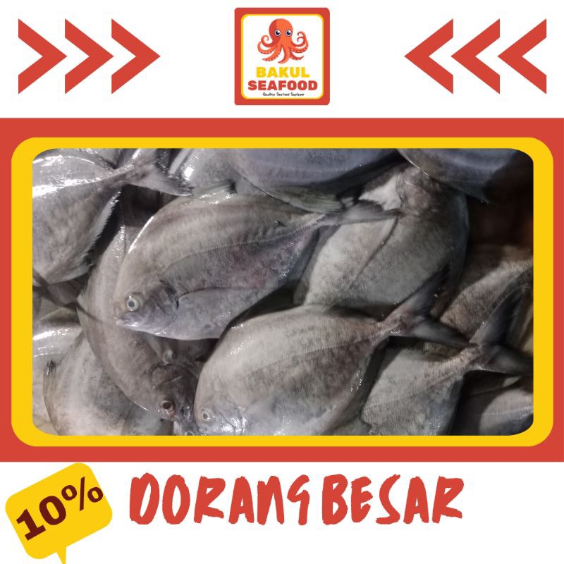 

DORANG BESAR 500GR-1000GR