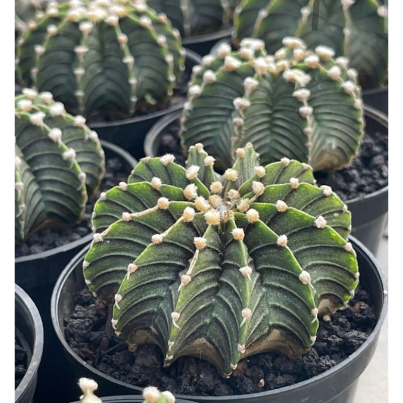 Kaktus Gymnocalcium LB ORI / VOS Murah