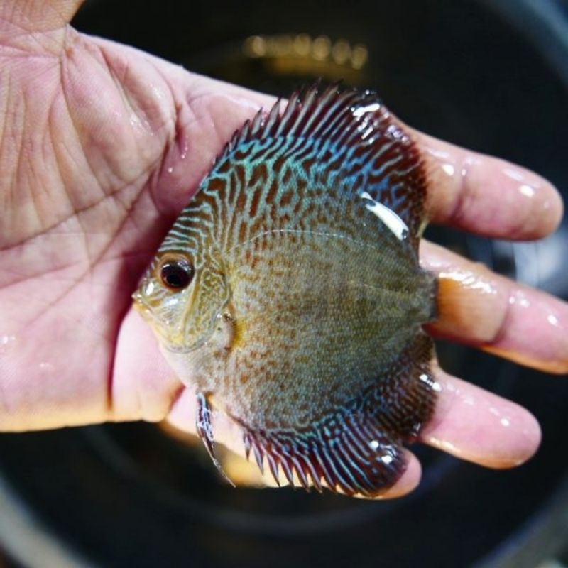 Aksesoris HB Blue SnakeSkin Discus Aquarium