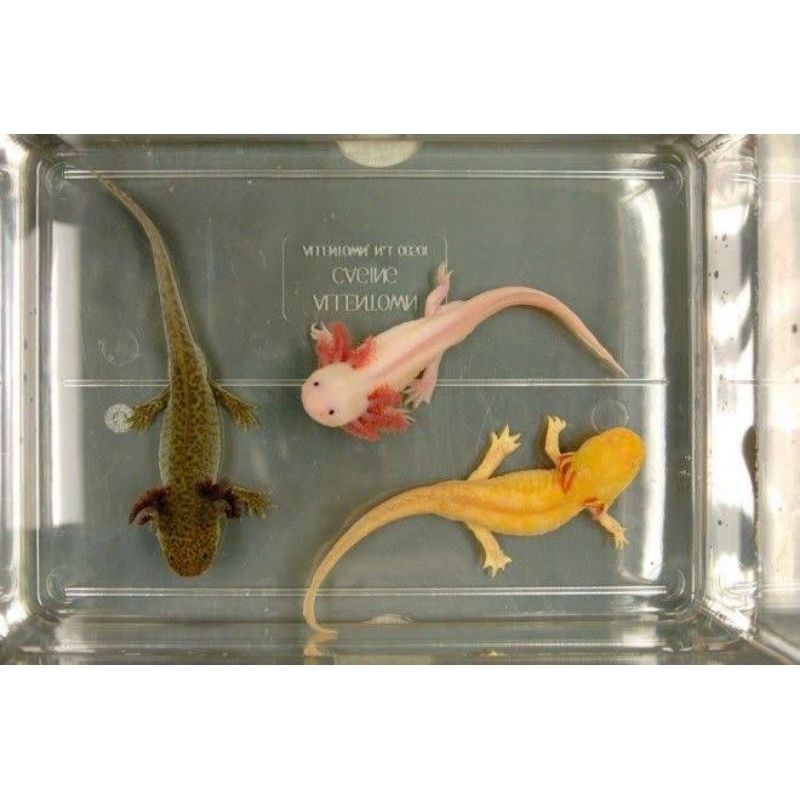mainan ikan/babyAxolotl,salamander,nagaAir 9cm