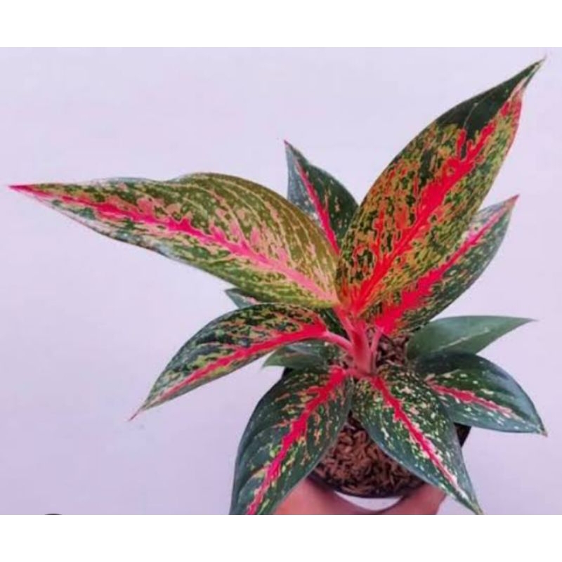 hot lady - aglonema hot ledy